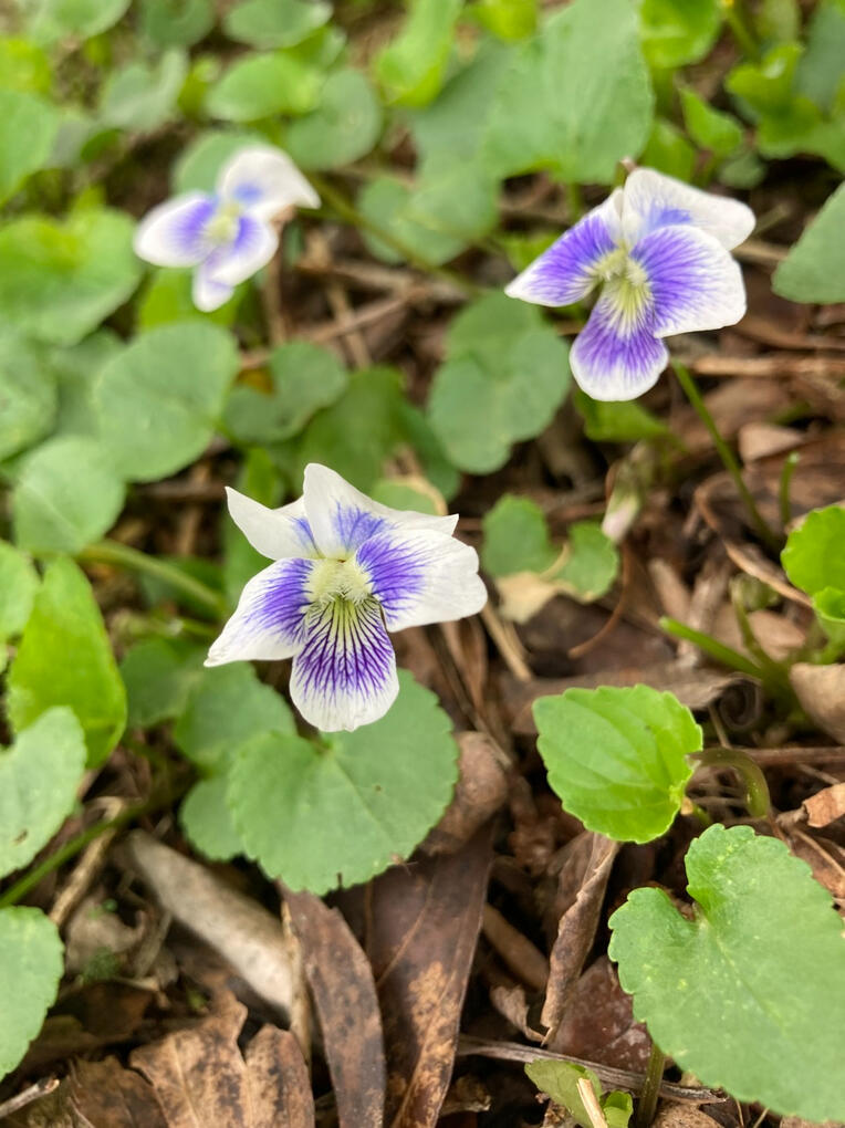 violets (April 2026)