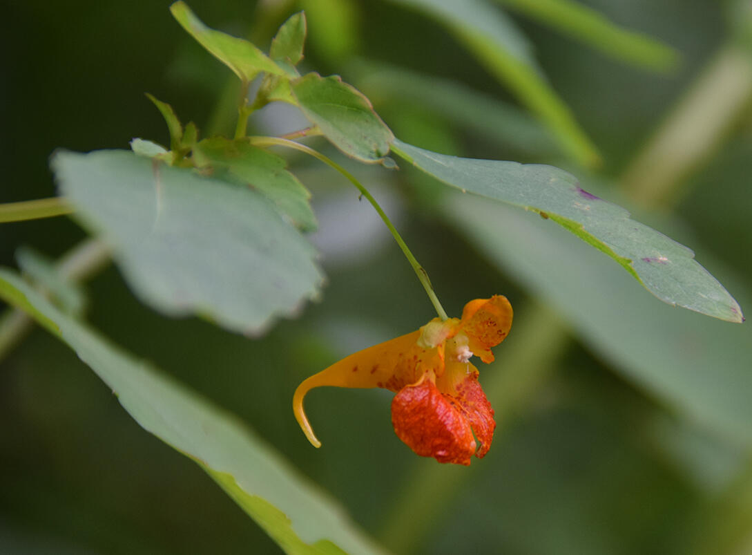 jewelweed flower (July 2026)