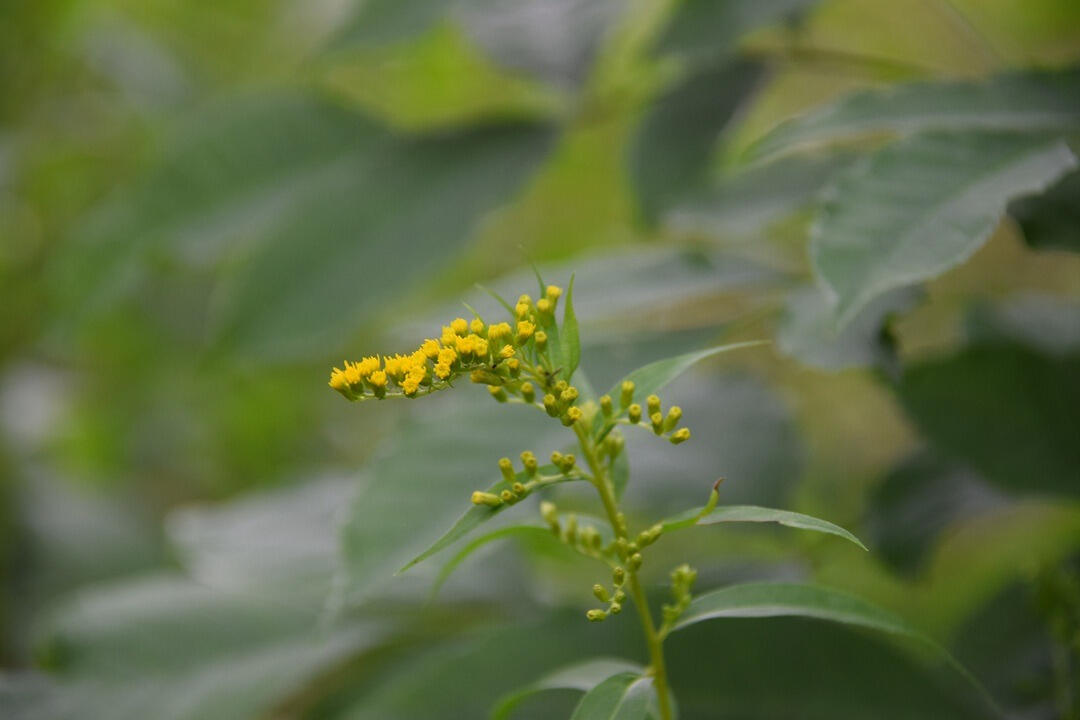 early goldenrod (July 2026)