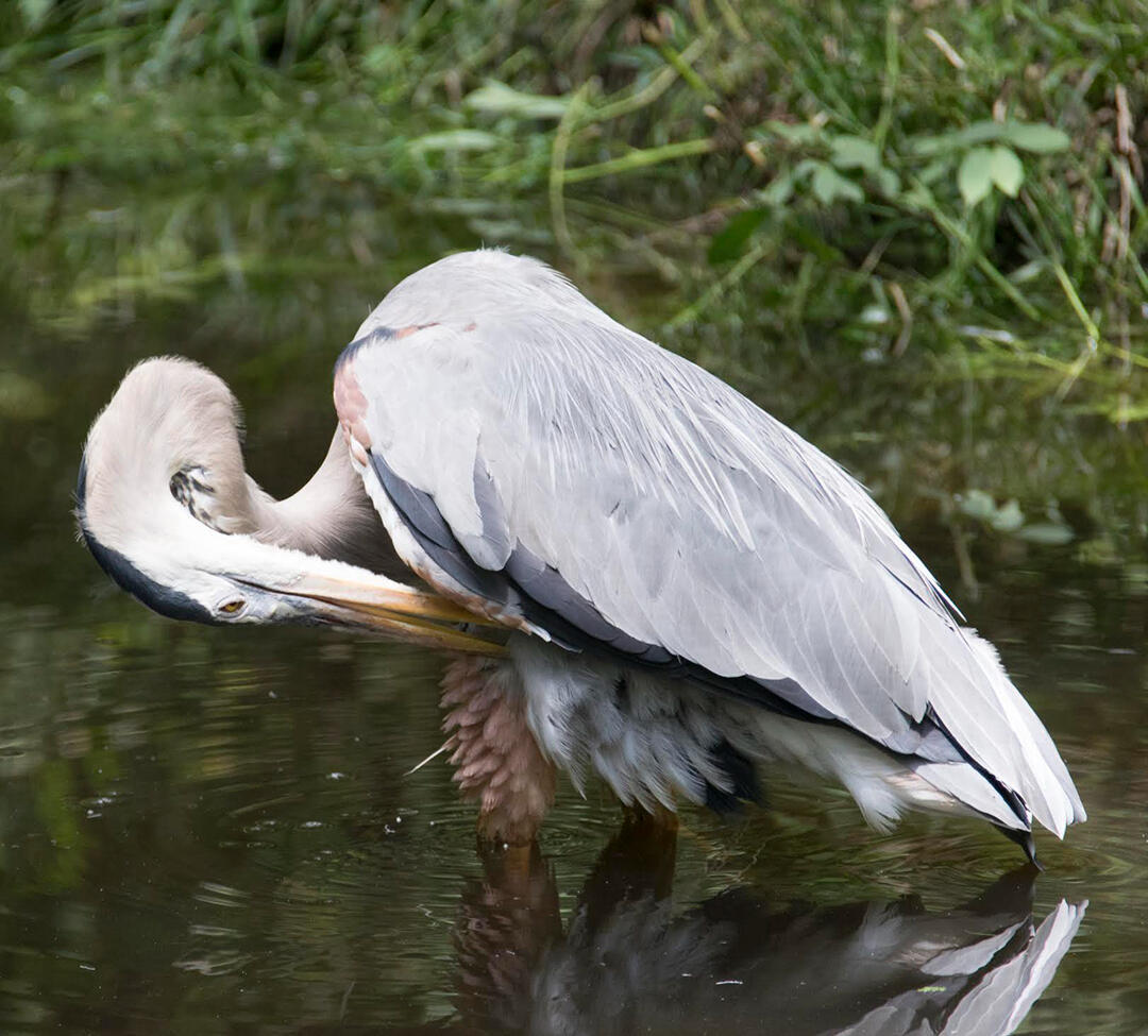 preening great blue heron (June 2017)