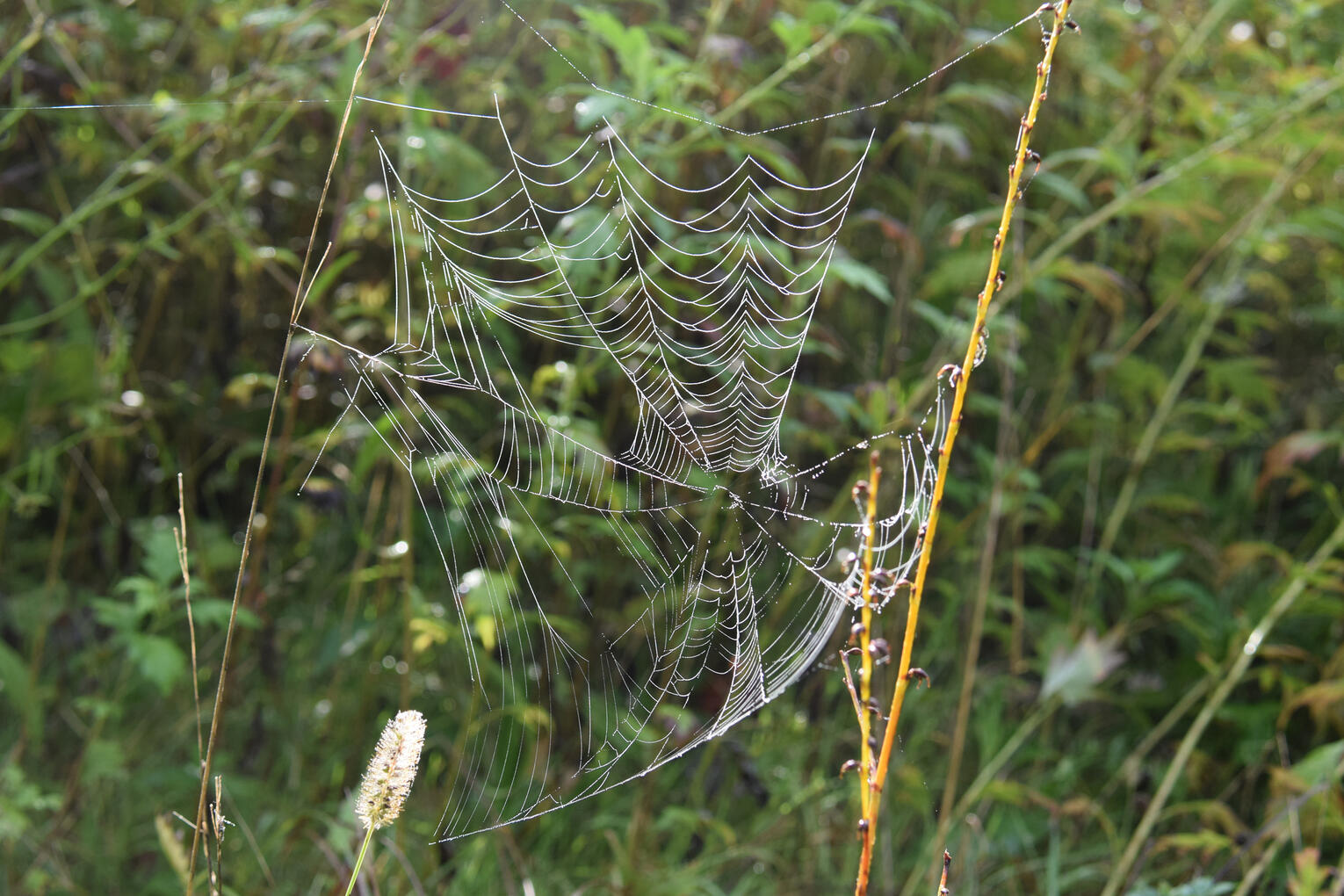 early Autumn spider web III (September 2026)