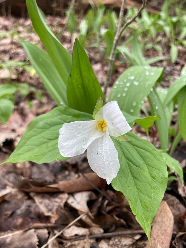 white trillium (April 2026)
