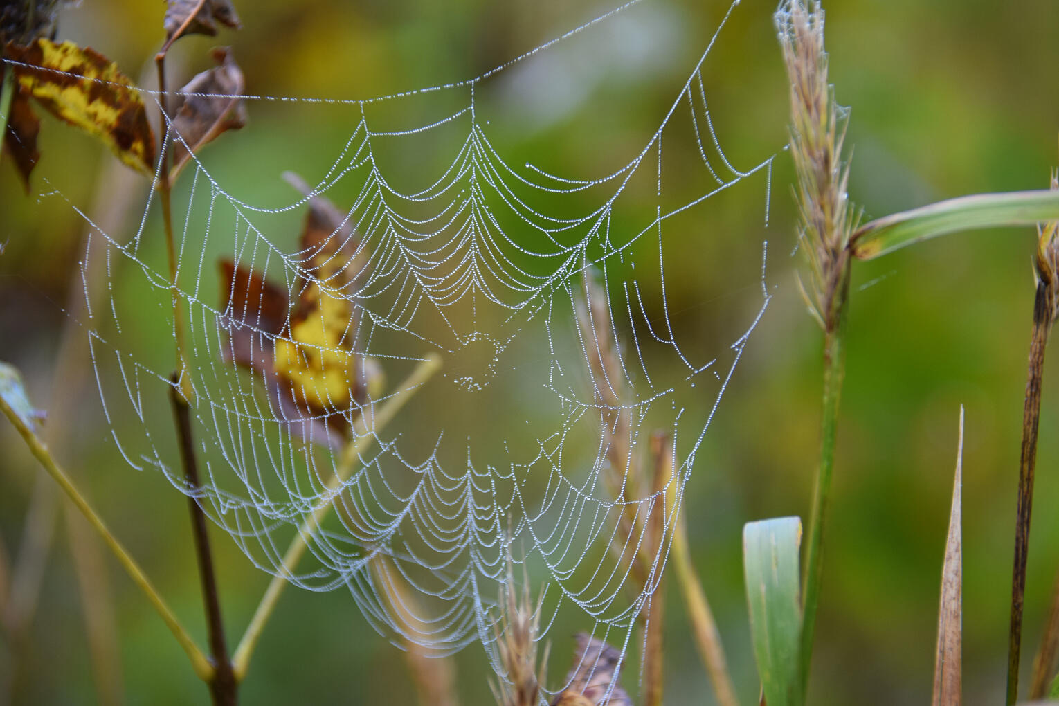 early Autumn spider web II (September 2026)