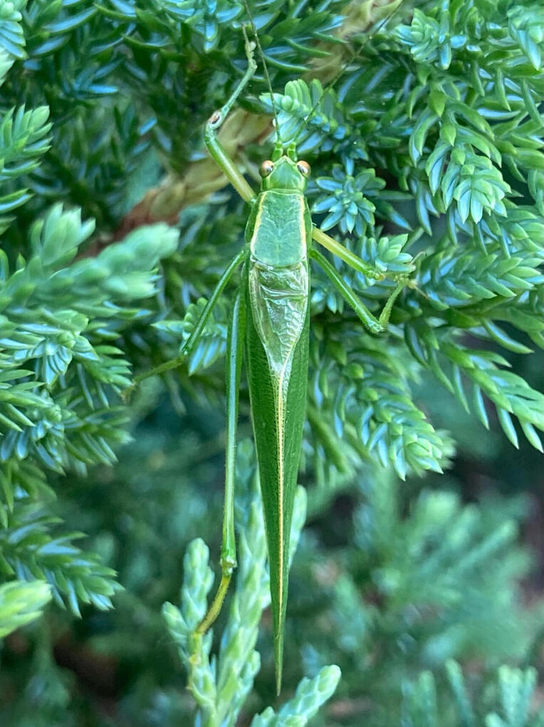 katydid! (July 2026)