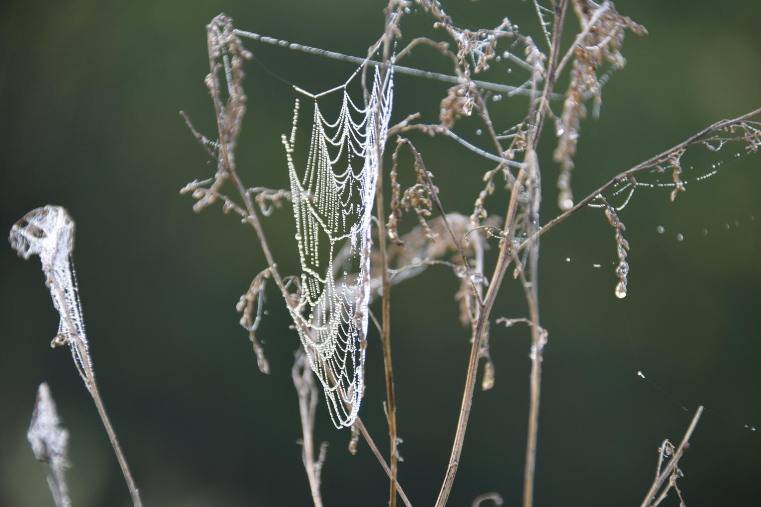 spider web II (August 2026)