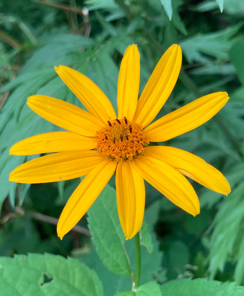 smooth oxeye flower (July 2026)
