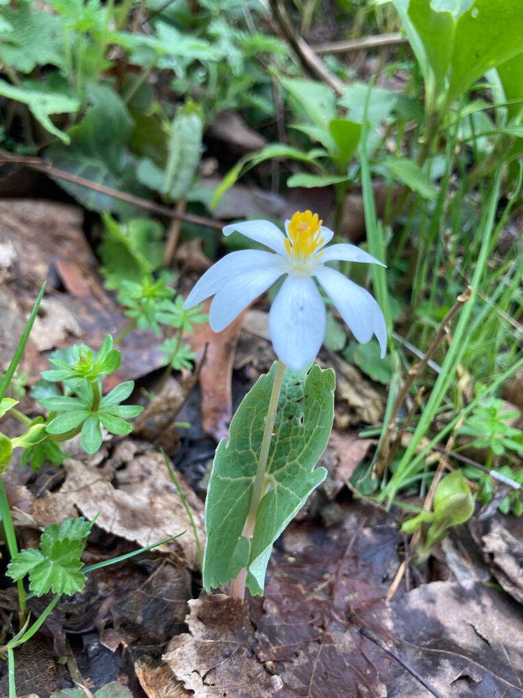 bloodroot (April 2026)