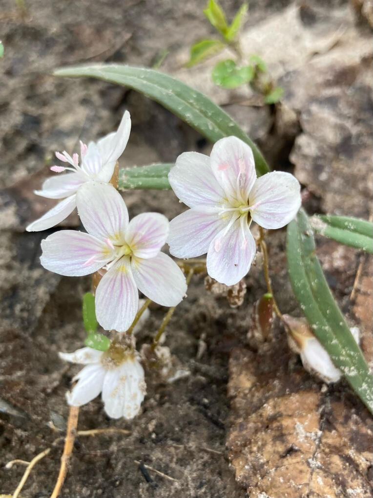 Virginia spring beauty (May 2026)