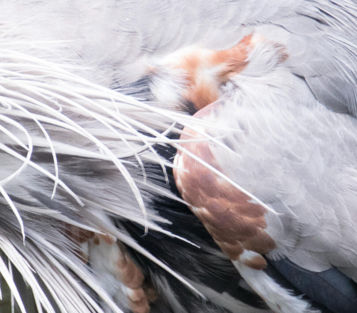 great blue heron feathers (June 2017)