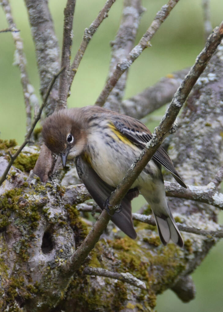yellow-rumped warbler II (September 2026)