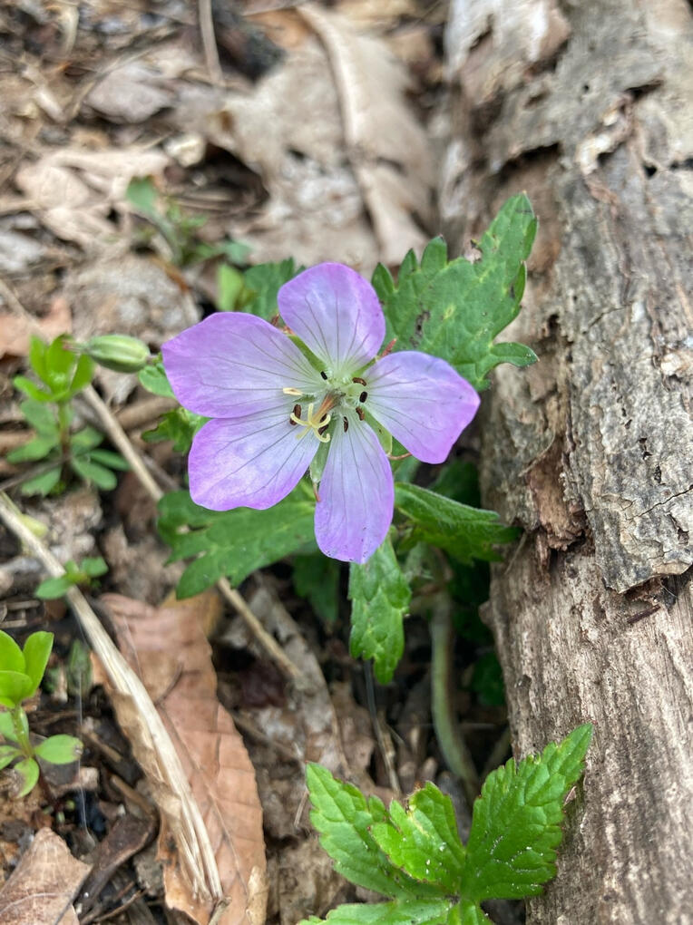 wild geranium (May 2026)