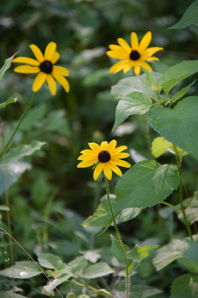 black-eyed Susan (July 2026)