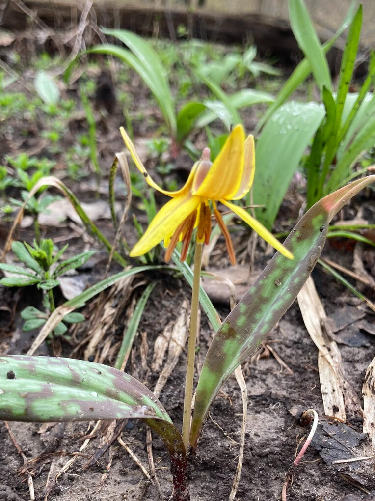 yellow trout lily (April 2026)