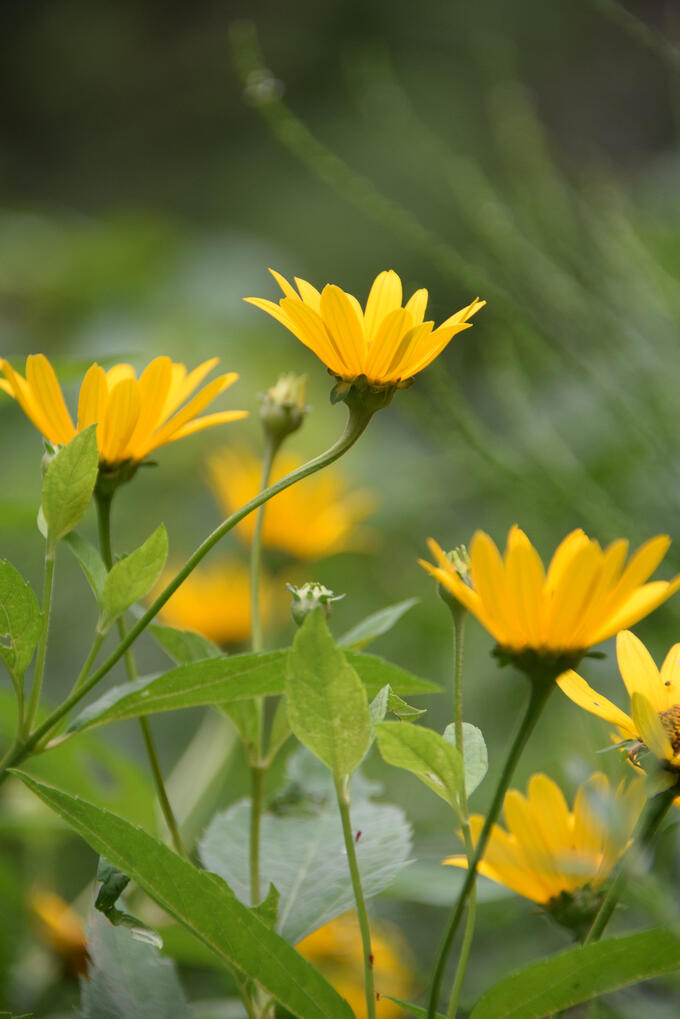 smooth oxeye (July 2026)