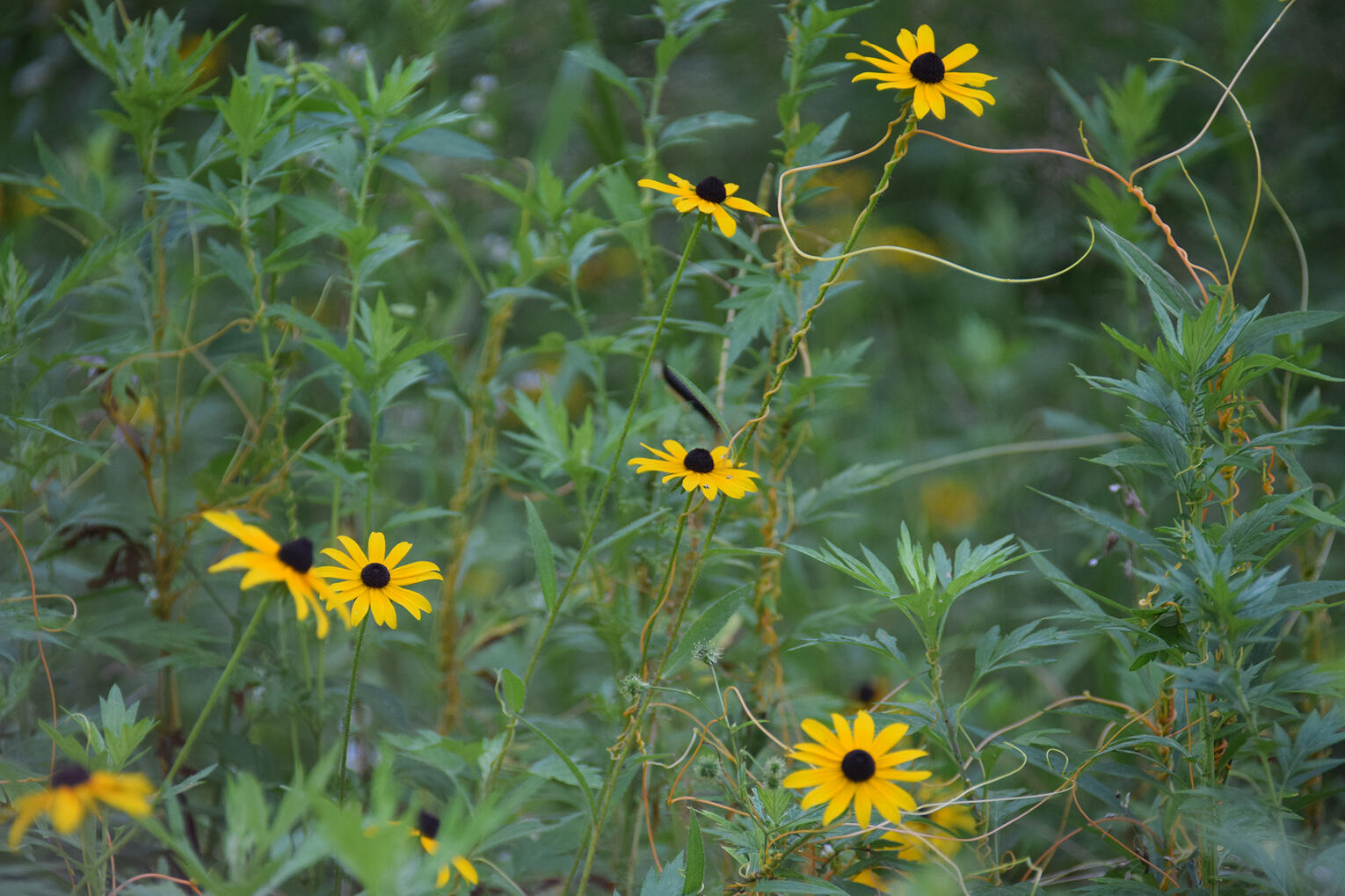 black-eyed Susan II (July 2026)