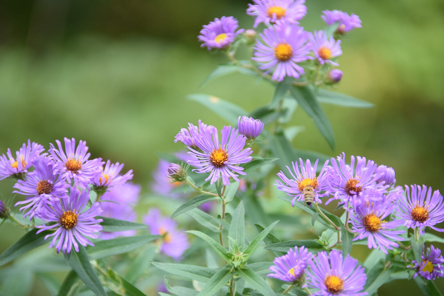 purple asters II (September 2026)