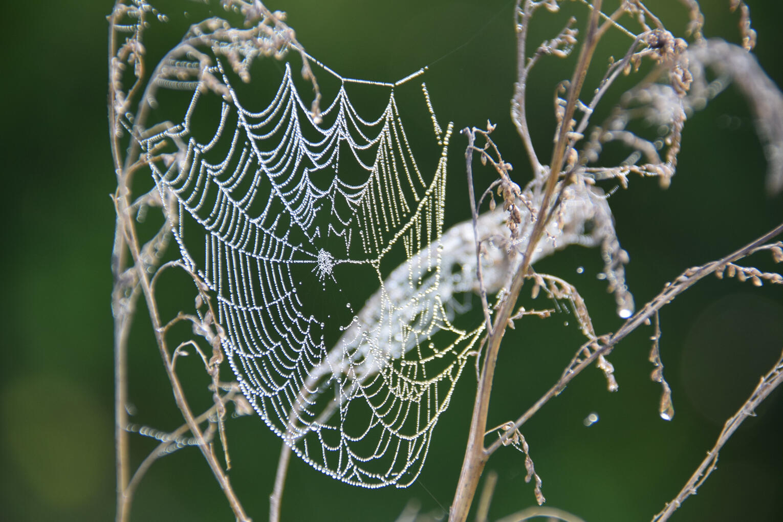 spider web (August 2026)