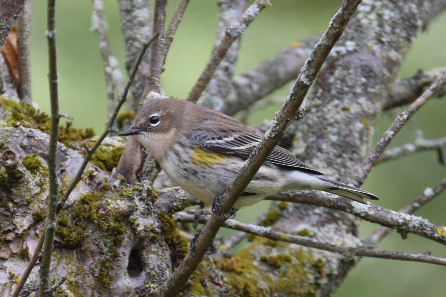 yellow-rumped warbler III (September 2026)