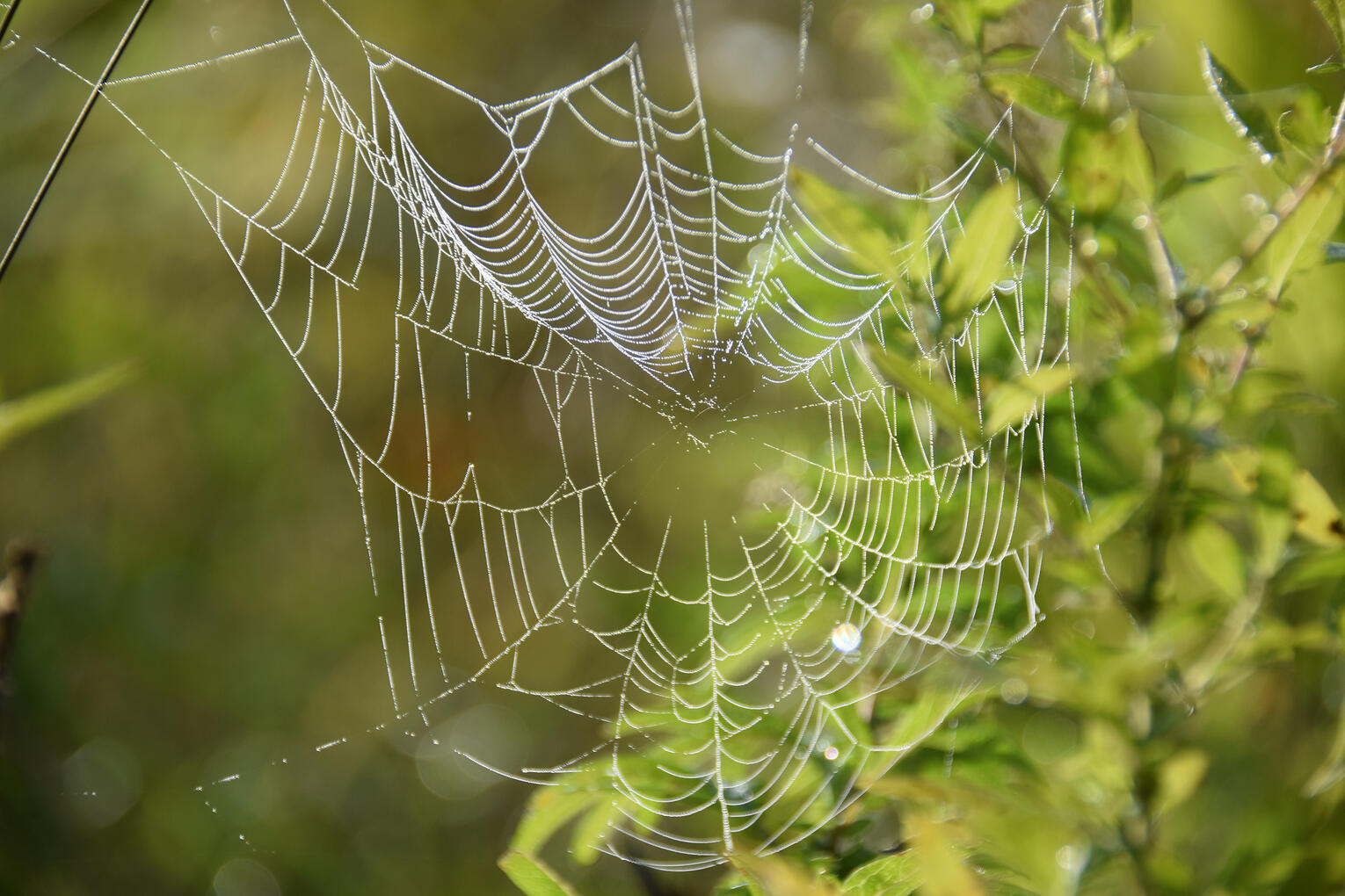 early Autumn spider web (September 2026)