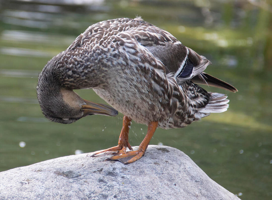 preening mallard (June 2017)