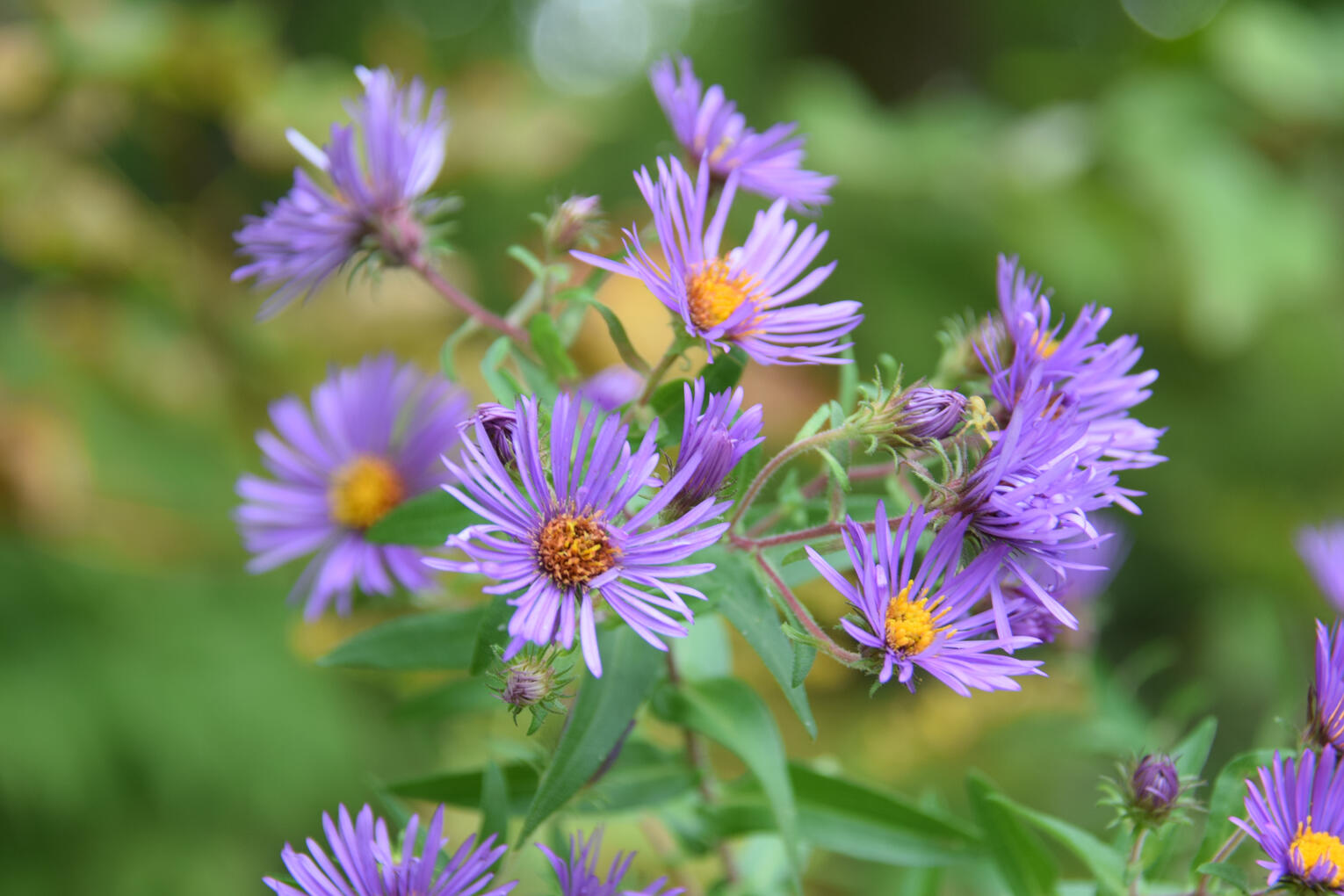 purple asters (September 2026)
