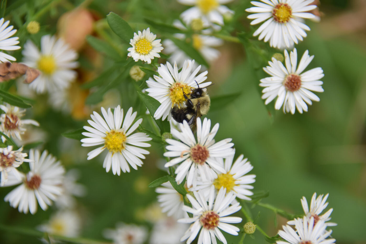 white asters & bee (September 2026)