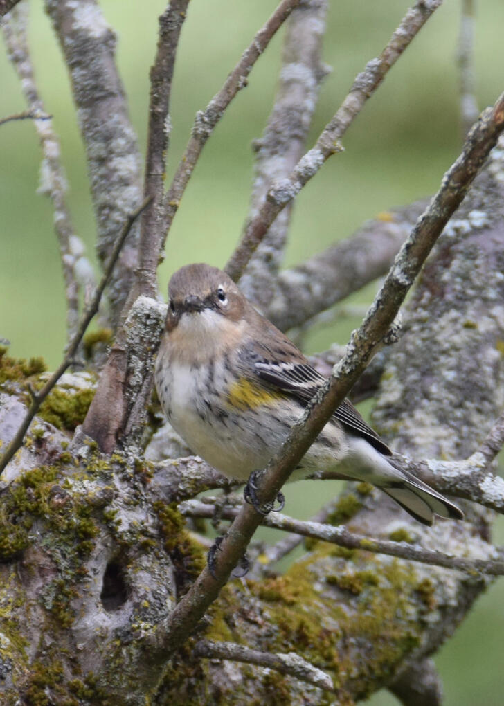 yellow-rumped warbler (September 2026)
