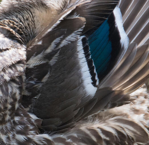 mallard feathers (June 2017)
