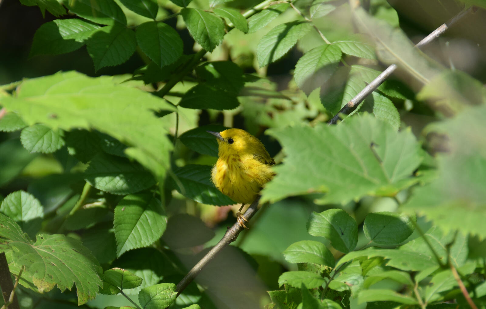 yellow warbler in dappled light (July 2026)