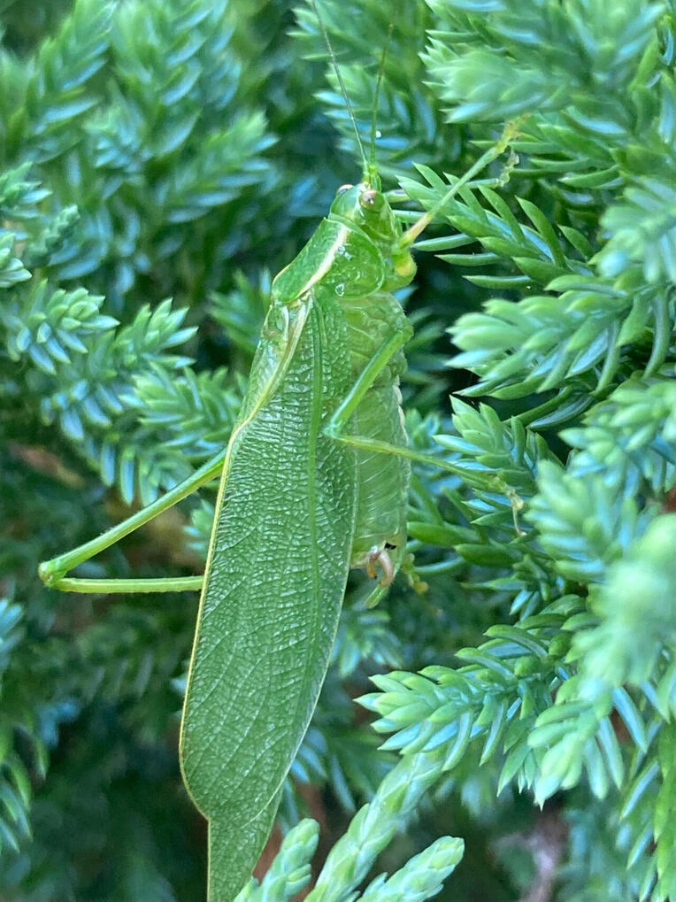 katydid! II (July 2026)