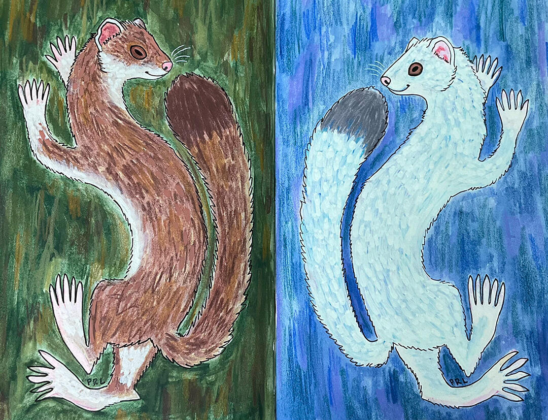 summer & winter stoats (2025) Made with graphite and tracing paper for drawing transfer. Mildliner markers, gouache, watercolor, colored pencils, acrylic paint markers, micron pen, and white gel pen.
