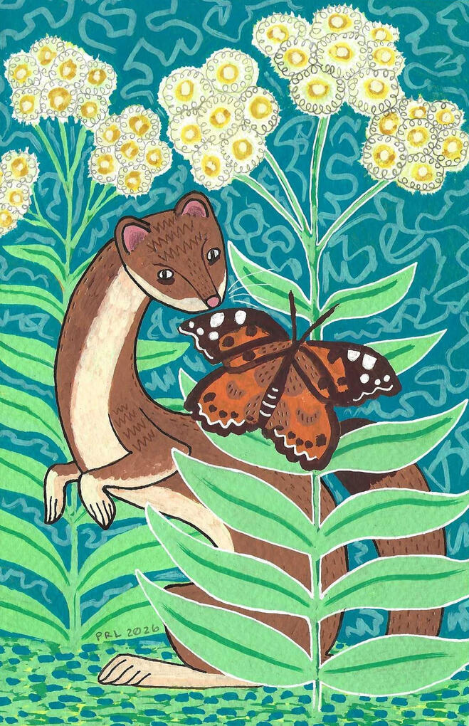 stoat, painted lady, and pearly everlasting (2026) Made with watercolor pencil, acrylic paint markers, fountain pen, white gel pen, and graphite pencil.